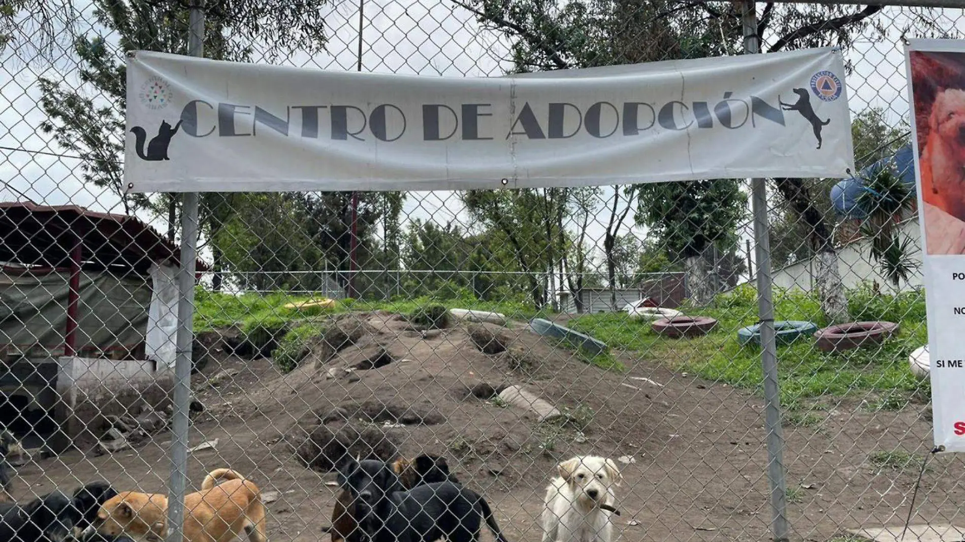 refugio de perros en central de abasto cdmx_02